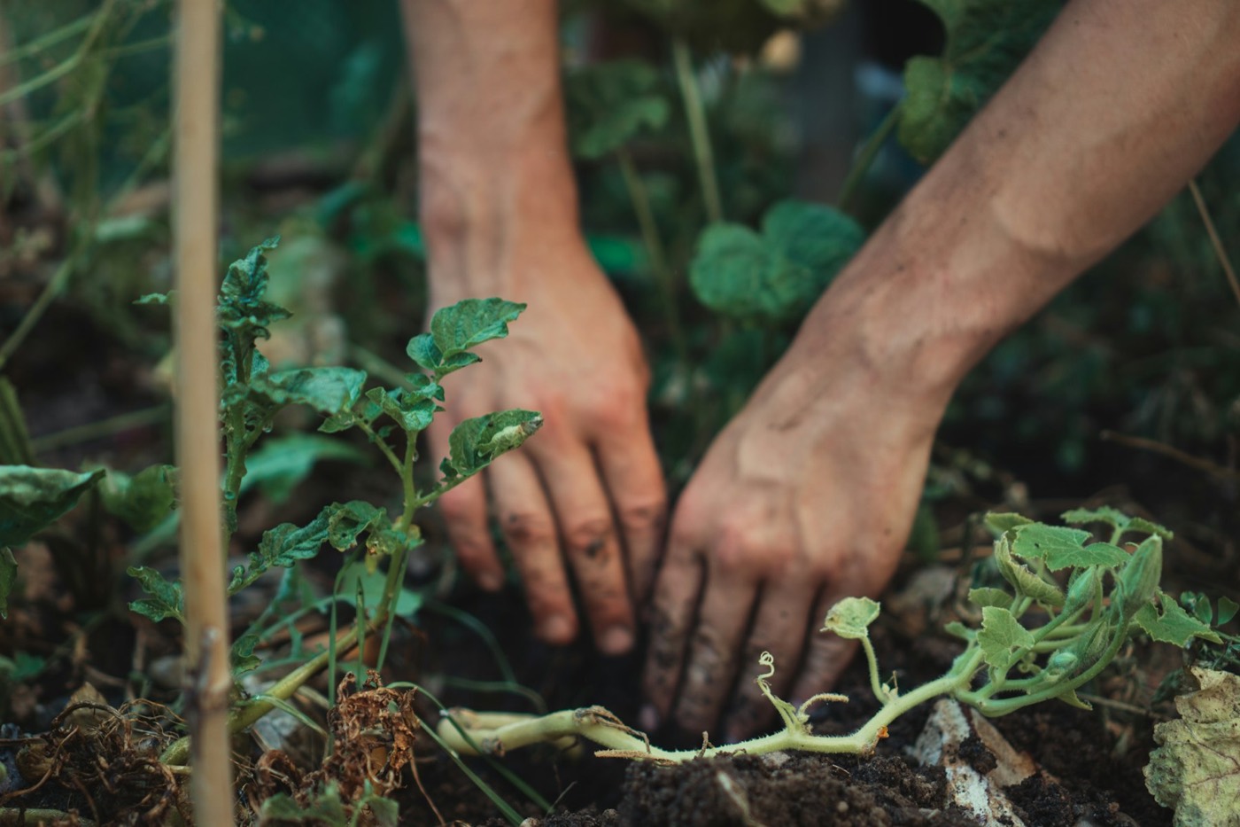 Hands planting a young seedling into garden soil