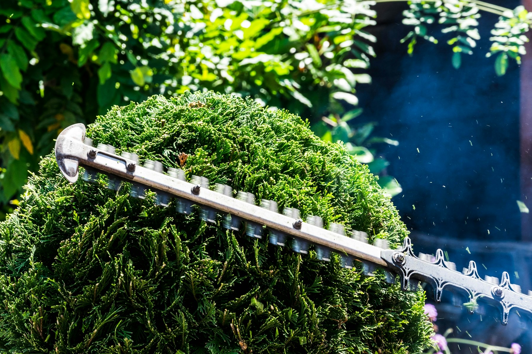 Hedge trimmer shaping a dense cedar shrub