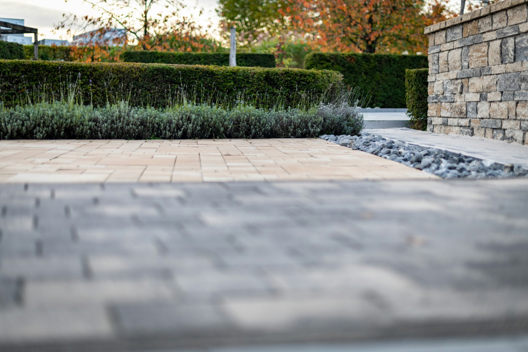 Trimmed hedges, a lavender border and a clean paver patio in a well-kept garden
